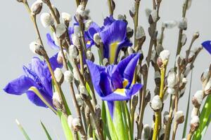 Spring willow tree in bloom with iris flowers bouquet. willow twigs with buds. Abstract flowers spring background with blossom branches. Easter card, spring flowers and plant photo