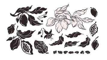 Cocoa silhouette set. tree, isolate bean vector