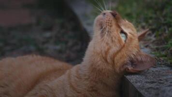 Playful ginger cat resting outdoors, looking at camera and then up, showing that he wants to play with his owner. Close-up ginger cat. Peaceful summer day. video