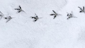 Interesting abstract white background with bird tracks. photo