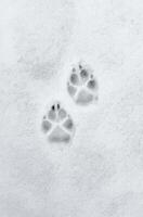 Interesting abstract white background with footprints of a cat or dog paws on the snow. photo