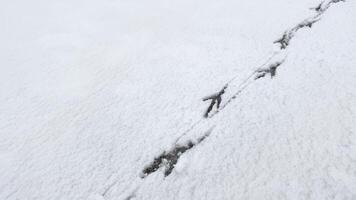 Interesting abstract white background with bird tracks. photo