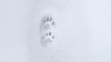 Interesting abstract white background with footprints of a cat or dog paws on the snow. photo