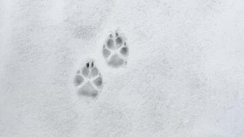 Interesting abstract white background with footprints of a cat or dog paws on the snow. photo