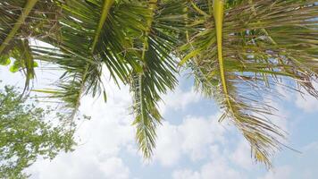 the sun rays through the branches of palm trees against the blue sky, The amazing wild beach of the island of Maldives in the Indian Ocean, palm trees video