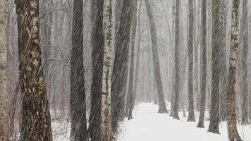 The heavy snowfall in a wild park, winter fairy tale in the forest, snow-covered tree branches, large flakes of snow are slowly falling, nobody, snow storm, blizzard video