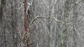 The heavy snowfall in a wild park, winter fairy tale in the forest, snow-covered tree branches, large flakes of snow are slowly falling, nobody, snow storm, blizzard video