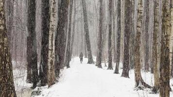 The winter fairy tale in the forest, snow-covered tree branches, large flakes of snow are slowly falling, snow storm, blizzard, the heavy snowfall in a wild park, walking people video