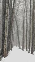 The winter fairy tale in the forest, snow-covered tree branches, large flakes of snow are slowly falling, snow storm, blizzard, the heavy snowfall in a wild park, walking people video