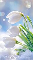 Delicate white spring snowdrops flower piercing snowy ground, signaling seasonal transition nature's and rebirth background photo