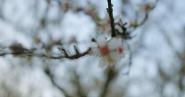 Delicate and Beautiful Blossoms Gracefully Displayed on a Lovely Springtime Branch with charm video