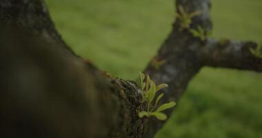 Nature CloseUp Observing New Growth Emerging on a Tree Branch in the Environment video