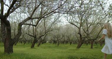 The Serene Blossom Orchard is truly enchanting, showcasing the breathtaking beauty of springtime video