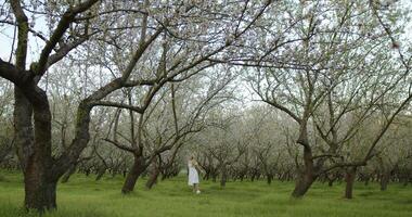 A Beautiful Blossoming Orchard Surrounded by Delightful Fields in the Vibrant Springtime video