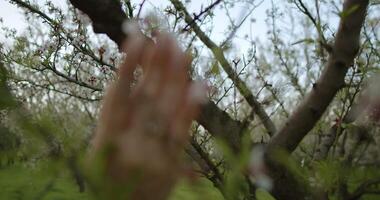 The Stunning and Captivating Beauty of Blossoming Trees Against a Serene Spring Landscape video