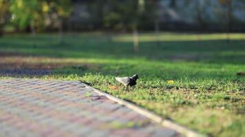 A beautifully colored bird perched in a serene park, captured in soft focus with nature video