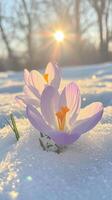 Purple crocuses spring flower natural through melting snow, heralding seasonal transformation and background awakening blooming photo