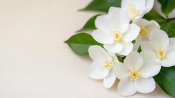 Sprigs of space flowers macro jasmine and green leaves are arranged on a white background, creating a natural border with copy white for text photo