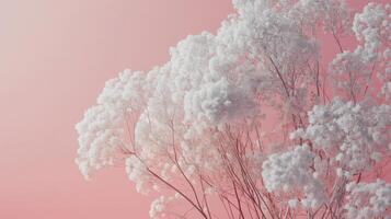 Delicate white flowers against a soft pink background create a serene and calming atmosphere in this artistic composition photo