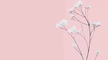 Delicate white flowers bloom against a soft pink background in a minimalistic setting perfect for spring decor and artistic displays photo
