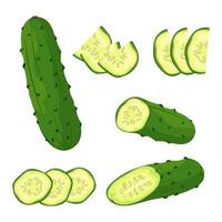 Set of fresh green cucumber Whole and sliced cucumber, slices and halves. illustration of healthy food, farm vegetables on white background. vector