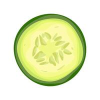 Fresh cucumber round cross section slice with seeds Green healthy vegetable. illustration isolated on white background vector