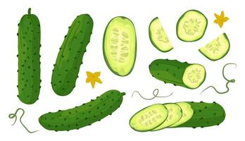 Large set of fresh green cucumber Whole and sliced cucumber, slices and halves. illustration of healthy food, farm vegetables on white background. vector