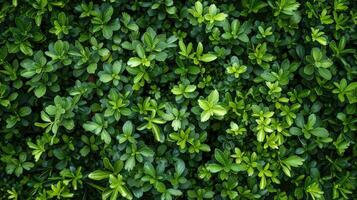 un cerca arriba de un verde arbusto con hojas foto
