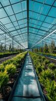 A greenhouse with rows of plants in pots photo