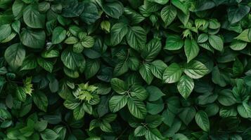 A wall of green leaves with a green background photo