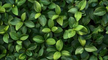 un cerca arriba de verde hojas en un pared foto
