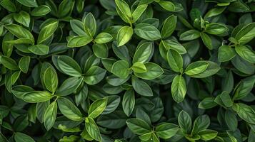 A close up of green leaves on a wall photo