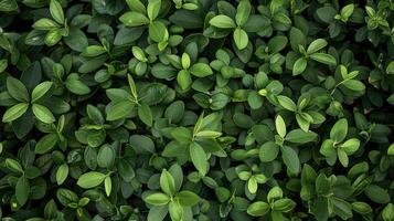 un cerca arriba de un verde arbusto con hojas foto