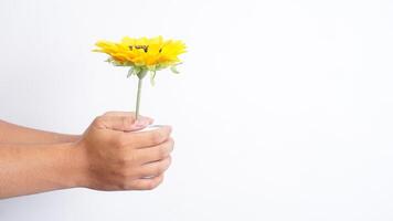 Hands holding a pot of single artificial sunflower isolated on white background photo