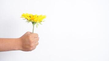 Hand holding single artificial sunflower isolated on white background photo