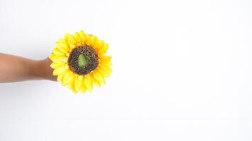 Top view of hand holding a pot of single artificial or fake sunflower isolated on white background photo