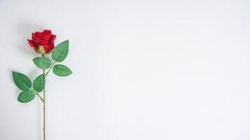 A stalk of artificial red rose flower with copy space isolated on white background photo