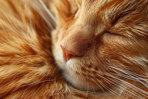 A close up of a cat sleeping photo