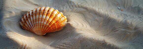 A shell on the sand with a sun shining on it photo