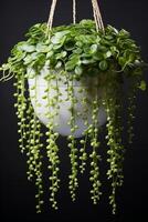 A hanging planter with green plants photo