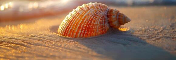 A shell on the beach at sunset photo