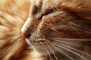 A close up of a cat's face photo