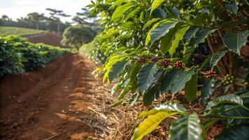 Coffee Plantation Vibrant Green Leaves and Ripe Berries in Lush Farm for Agriculture Enthusiasts photo