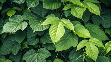 Sunlit green leaves in serene forest setting for nature enthusiasts and photographers photo