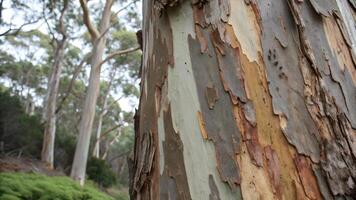 Eucalyptus Tree Bark Close-Up in Forest for Nature Lovers and Photography Enthusiasts Discovering the Beauty of Natural Textures and Patterns photo