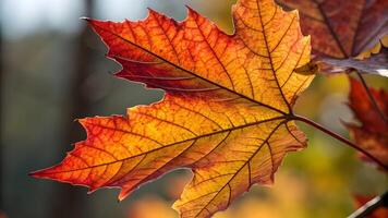 Vibrant autumn maple leaf with intricate veins captured in sunlight for nature enthusiasts and photographers photo