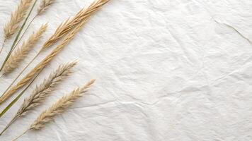 Dry Wheat Ears on Crumpled White Paper Background for Minimalist Designers Seeking Rustic Aesthetic Elements photo