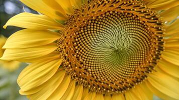 Sunflower Close-Up Detailed Nature Photography for Gardeners and Botanists Exploring Floral Beauty in High Resolution Images photo