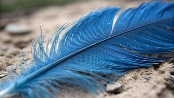 Blue feather resting on rustic wood for nature enthusiasts and photographers seeking serene imagery photo