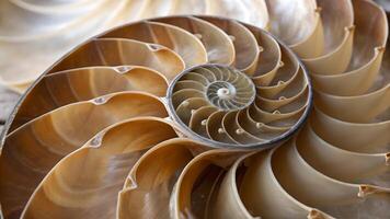 Nautilus Shell Intricate Spiral Design for Nature Lovers and Design Enthusiasts Close-Up Photography Ocean Life Macro Image Natural Patterns Unique Texture Artistic Inspiration photo